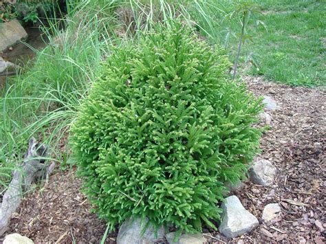 1-dwarf cryptomeria - Google Search | Dwarf evergreen shrubs, Dwarf plants, Landscaping trees