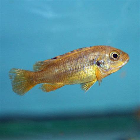 Rusty Cichlid - Iodotropheus sprengerae - Juvenile | Cichlids, African ...