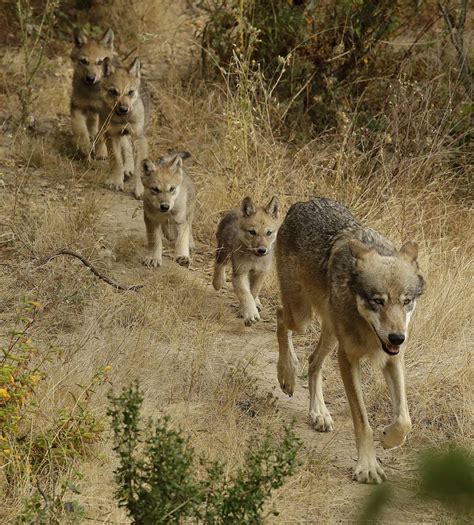 California’s Newest Gray Wolf Pack Spotted in Tulare County | KQED