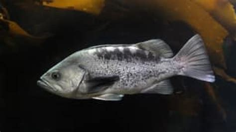 Black rockfish breed off West Vancouver - Technology & Science - CBC News