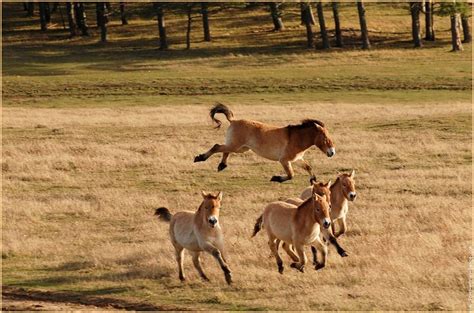 78 Best images about Przewalski's Horse on Pinterest | Prague, Zoos and ...