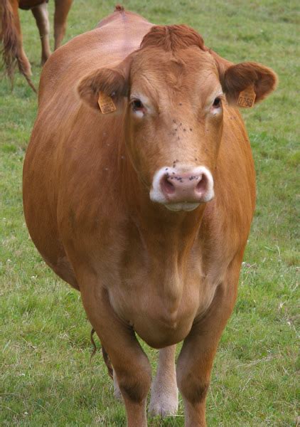 Limousin Cattle: Characteristics, Uses & Full Breed Information