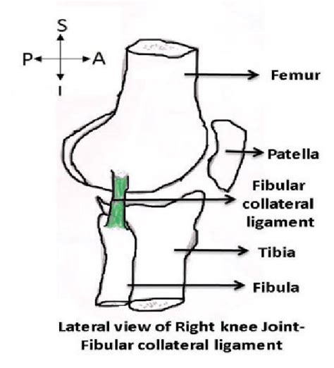 Fibular/Lateral collateral ligament of knee joint | Download Scientific ...