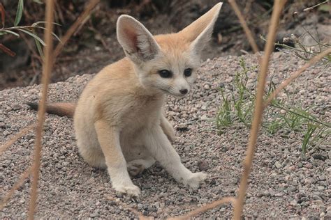 Baby fennec by PieniElukka on DeviantArt