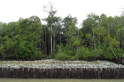 Mangroves - Coastal and Marine - Our Ecosystems - Biodiversity ...