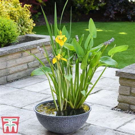 Patio Pond Kit | Thompson & Morgan Pond Plants, Aquatic Plants, Live ...