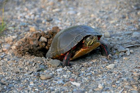 Muskoka Watershed Council "Shellebrates” World Turtle Day - muskoka411.com