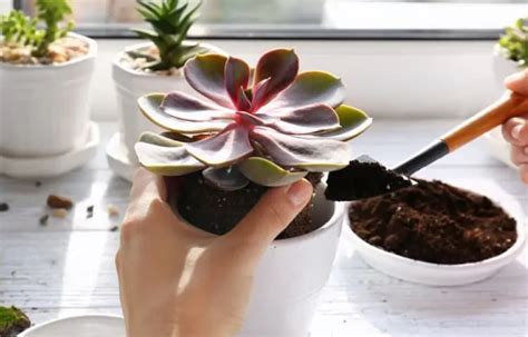 Succulent Repotting: When And How | UrbanOrganicYield.com