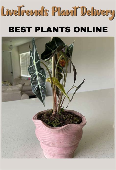 Best Indoor Plants Online - Plant Delivery - Dine Dream Discover