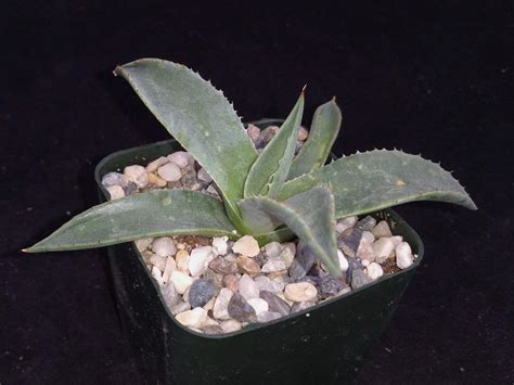 Buy Agave Parryi | Evergreen Flowering Plant | Planet Desert