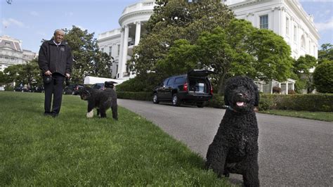 Hardly a Dog’s Life for Obama’s Pets Bo and Sunny – NBC Connecticut