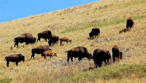 National Bison Range | A Scenic Trip Through Montana's Big Sky Country