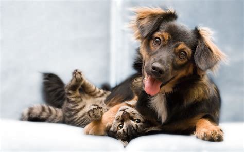 Cat and Dog Wallpaper ·① WallpaperTag