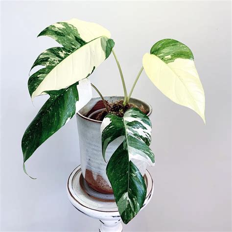 Epipremnum Pinnatum Variegata 100mm - The Jungle Collective