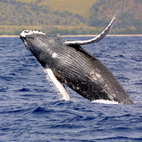 Whales | NOAA Fisheries