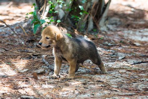 Check out these cute red wolf pups venturing out to play for the first ...