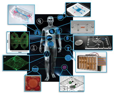 Organ On A Chip Diagram