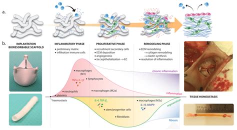 Overview of the different stages of in situ tissue regeneration, going ...