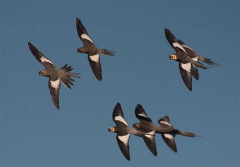 Cockatiels in Flight.