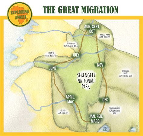 The stages of the Great Migration in Serengeti National Park | Exploring Africa