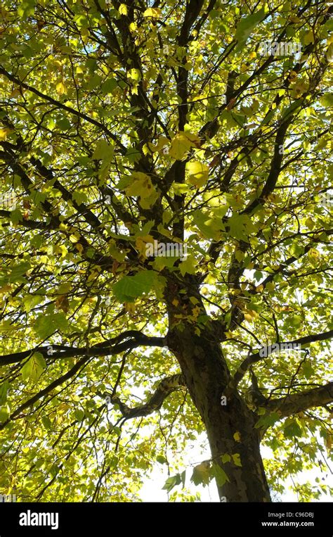 Autumn tree Foliage Stock Photo - Alamy