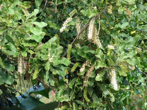 Macadamia (Macadamia integrifolia) | Feedipedia