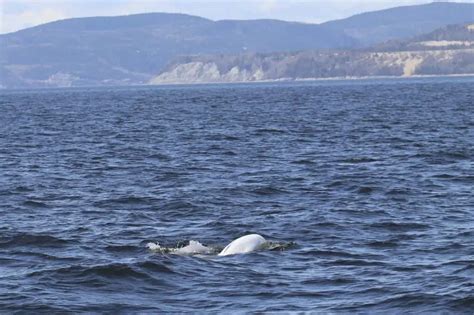 Guide To Whale Watching In Tadoussac Quebec + Best Tour 2024