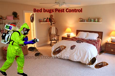 Bed Bugs Pest Control Canada Companies, Bed bug Exterminator Services ...