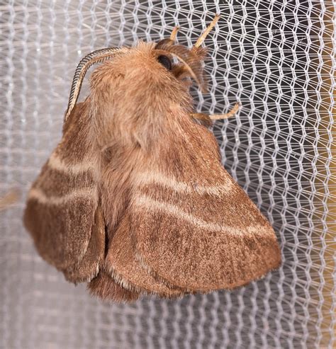 Maryland Biodiversity Project - Eastern Tent Caterpillar Moth ...