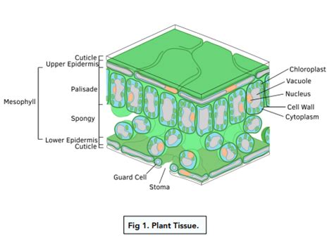 Transport in Plants - How Plants are Adapted for Photosynthesis (GCSE Biology) - Study Mind