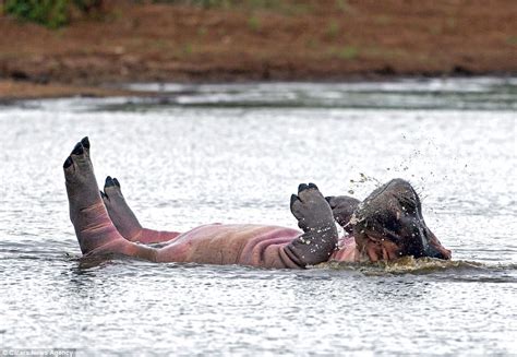 South Africa hippo 'practise synchronised swimming' | Daily Mail Online