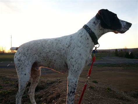 Tips on training your German Shorthaired Pointer. http://greatdog-gsp.com/training-your-german ...