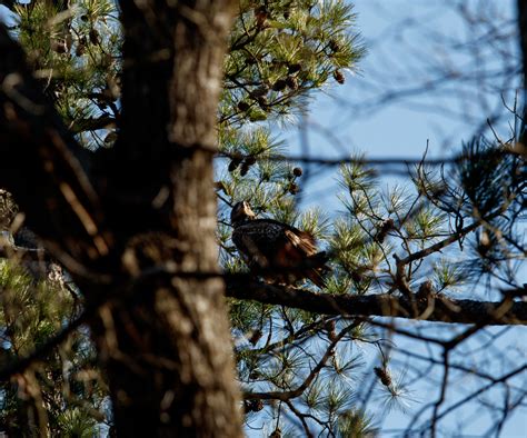 Photographing Bald Eagles at Jordan lake dam – Best Life Birding