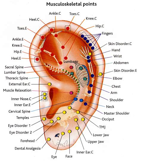 Neuromodulazione Auricolare: Centro di Ricerca di Sassari unico in Europa. Scopi e le ...