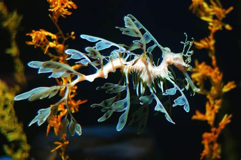 Leafy Seadragon