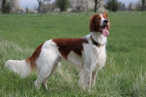 Irish red & white setter | DogExpress