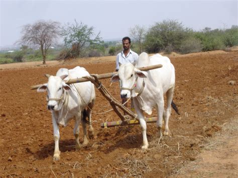 File:Mahabubnagar District farmer.jpg - Wikimedia Commons