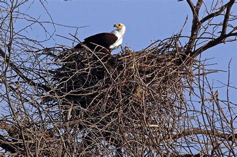 The African Fish Eagle - An Icon of Africa