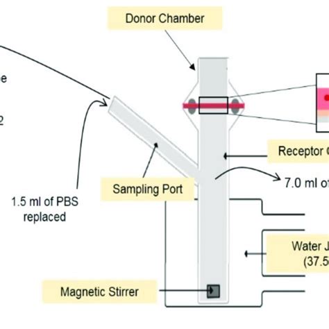 Franz diffusion cell set up for diffusion studies. | Download ...