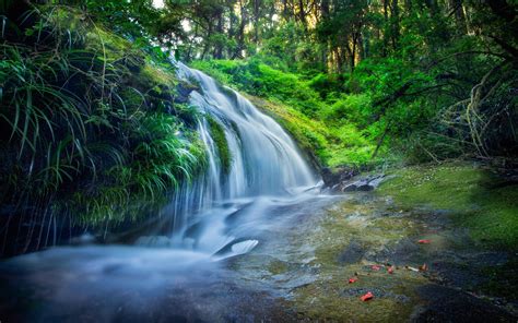 Thailand, forest, leaves, waterfalls, stream, trees wallpaper | nature and landscape | Wallpaper ...