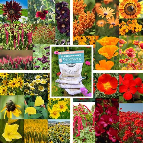 Warm Color Wildflower Seed Patches | American Meadows