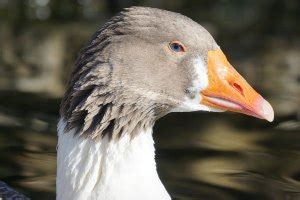 Guide to Goose Breeds - List Of All Domestic Breeds of Geese in US