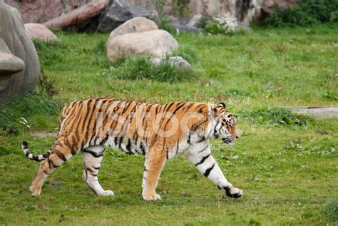 Siberian Tiger Stock Photo | Royalty-Free | FreeImages