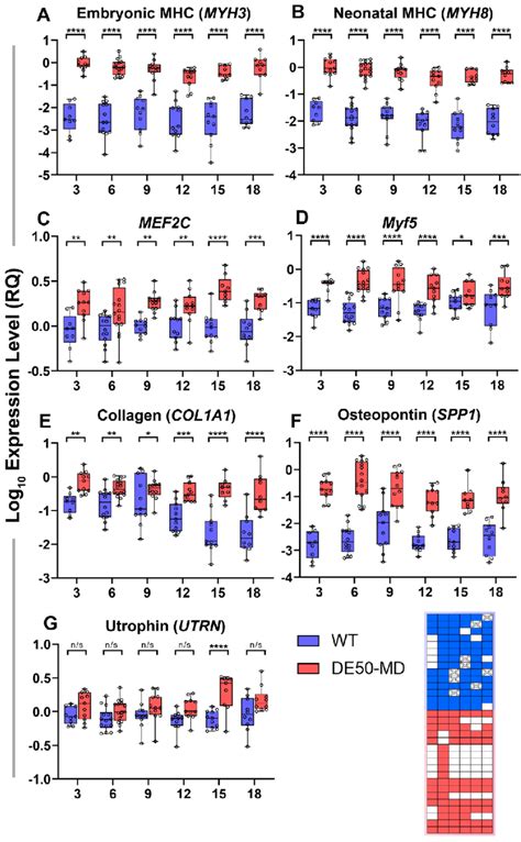 Gene expression analysis shows increases in markers of regeneration,... | Download Scientific ...