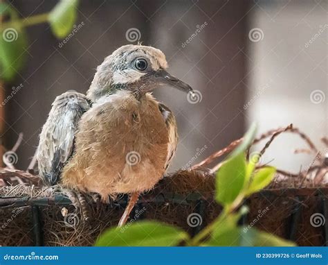 Baby pigeon bird in a nest stock photo. Image of standing - 230399726