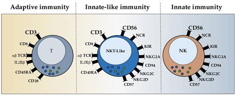 IJMS | Free Full-Text | Natural Killer T-like Cells: Immunobiology and Role in Disease