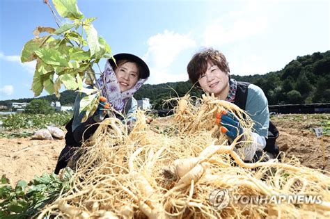 Ginseng harvesting | Yonhap News Agency