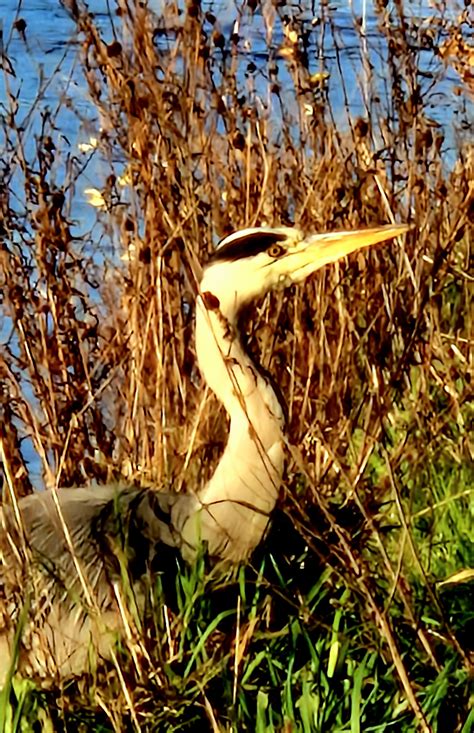 Grey Heron by MyGranny4 on DeviantArt