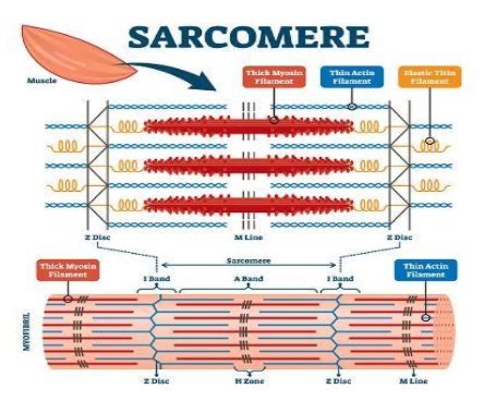 Sarcomere Bands