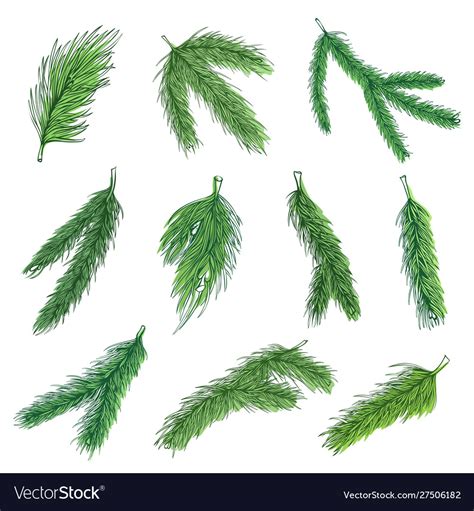 Evergreen pine branches color Royalty Free Vector Image